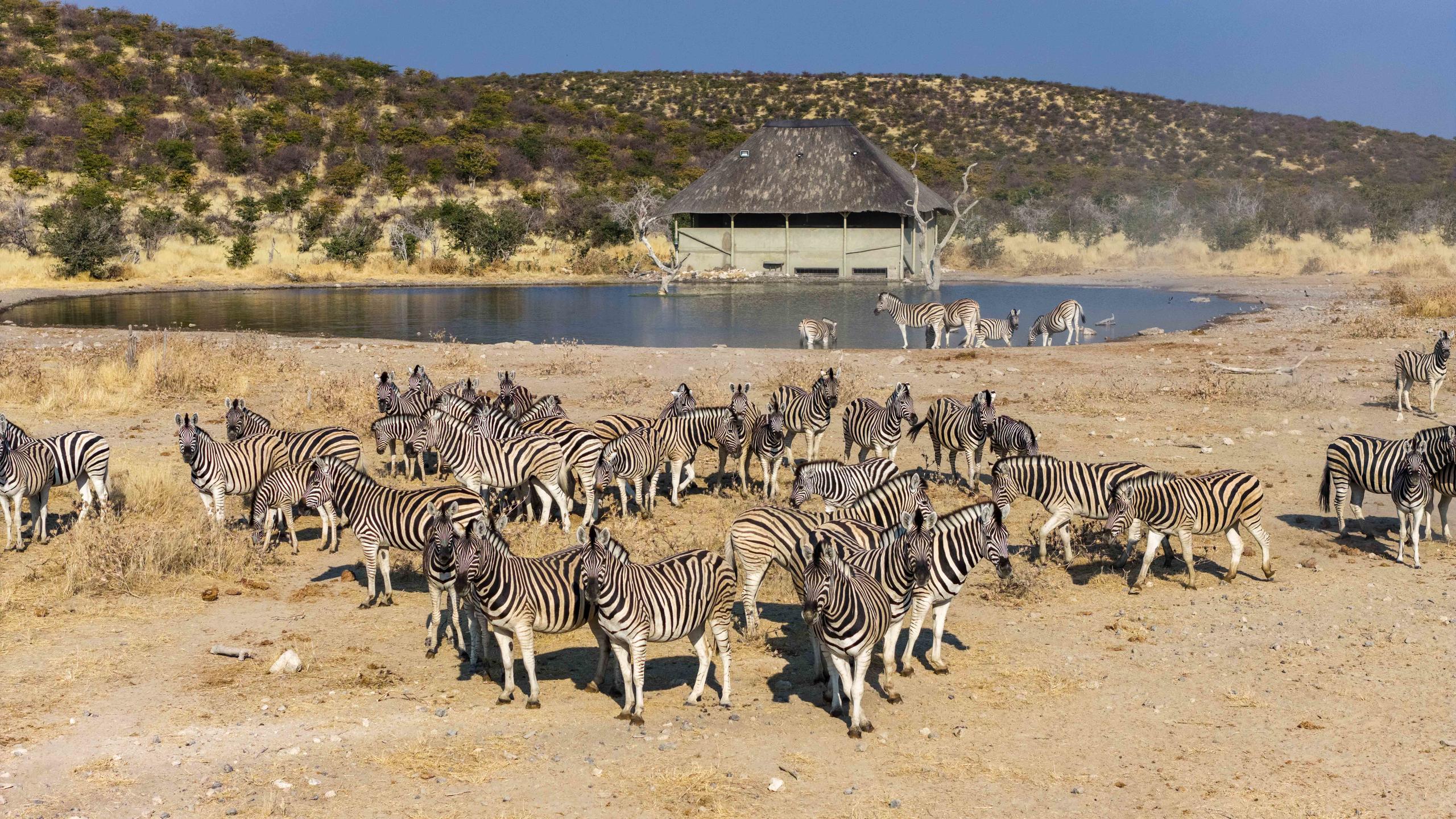Specialized wildlife photography hide overlooking the waterhole