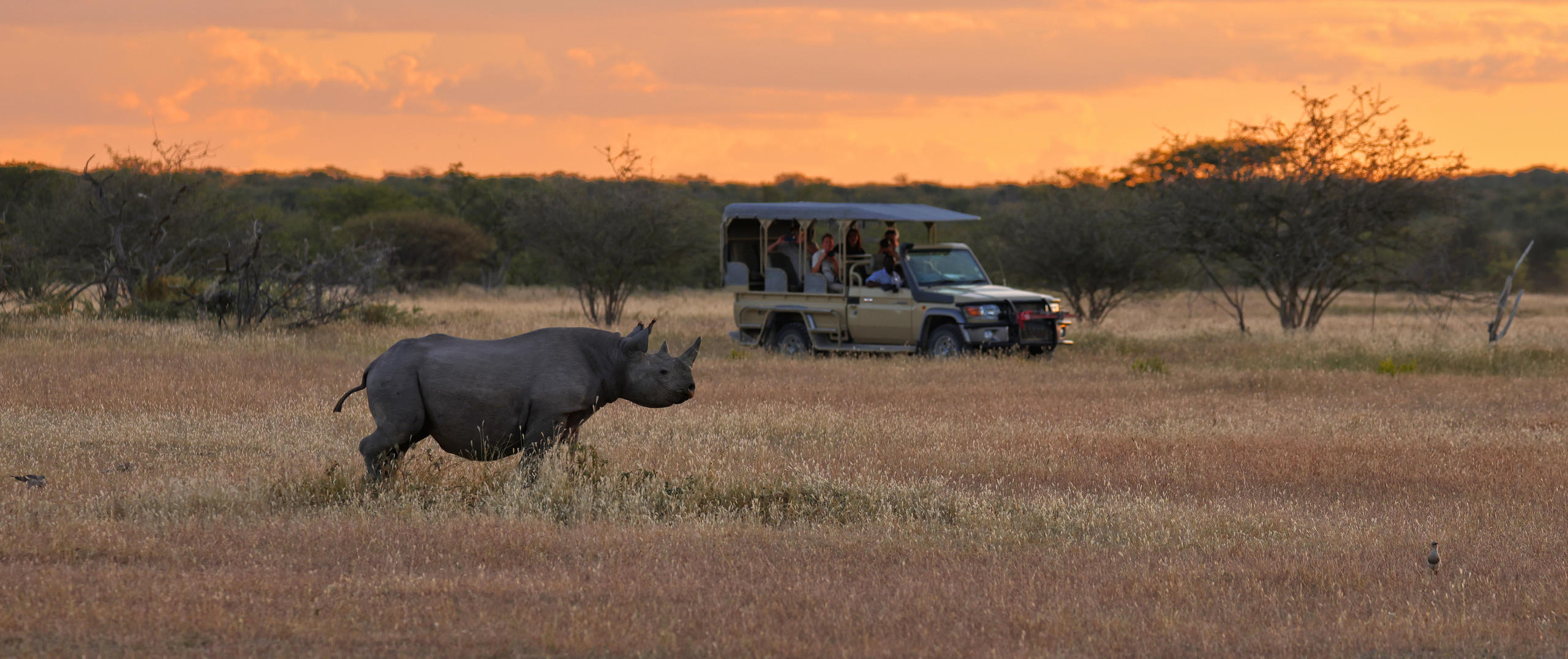 Rhino tracking safari in Etosha Heights Private Reserve