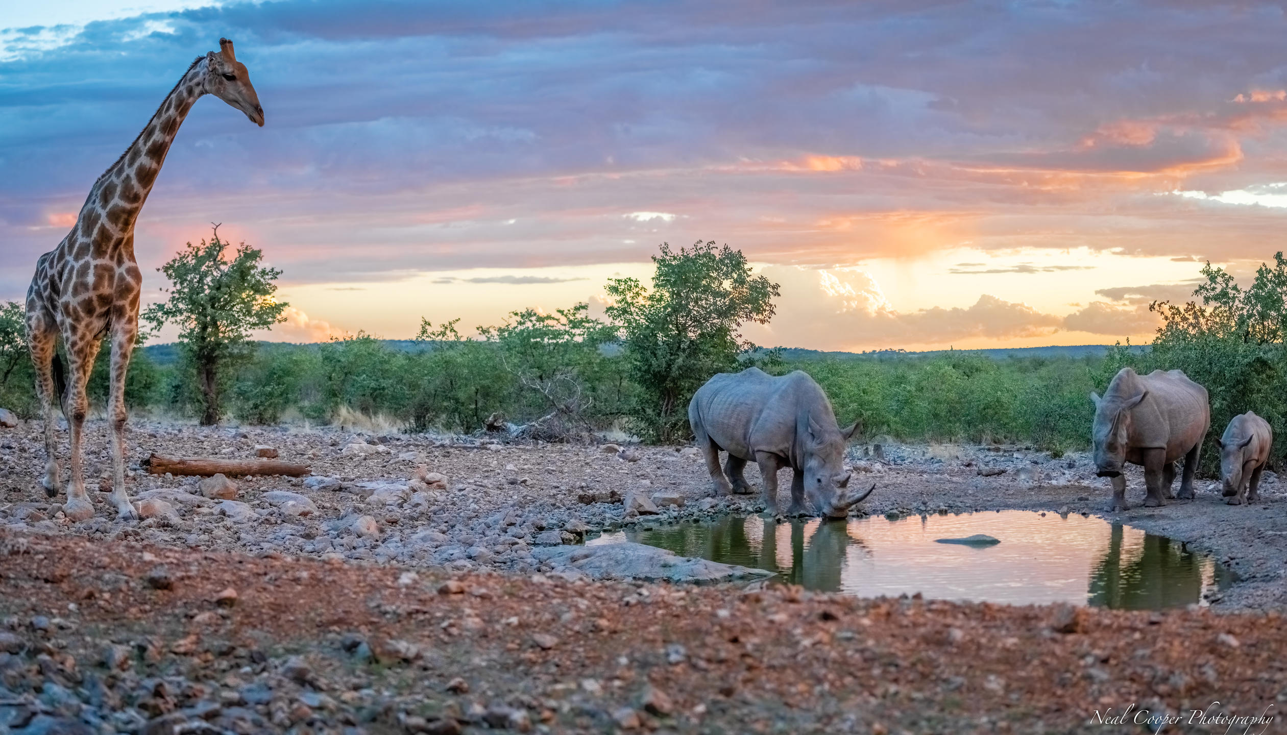 Floodlit Wildlife Waterhole View