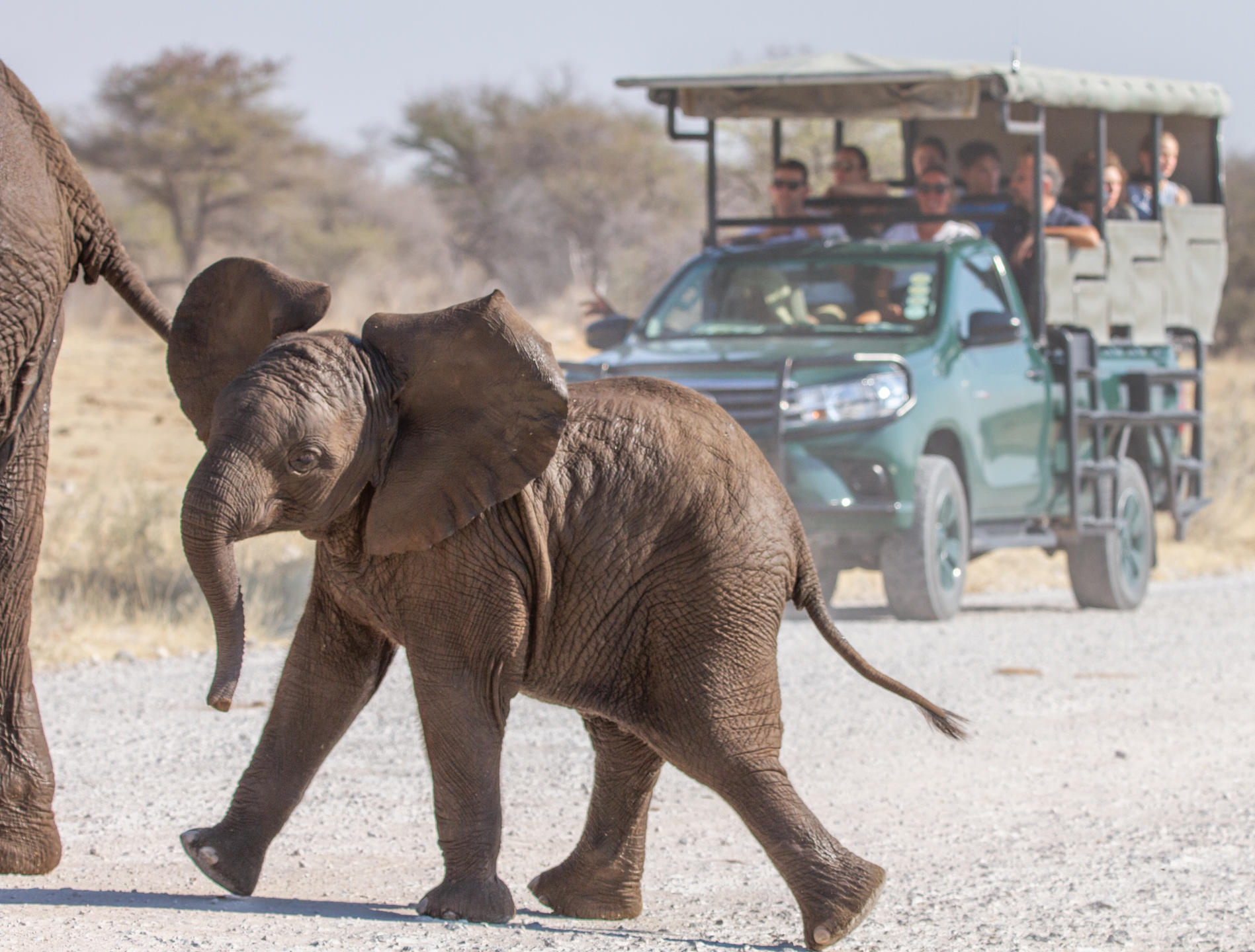Game Drive Etosha National Park